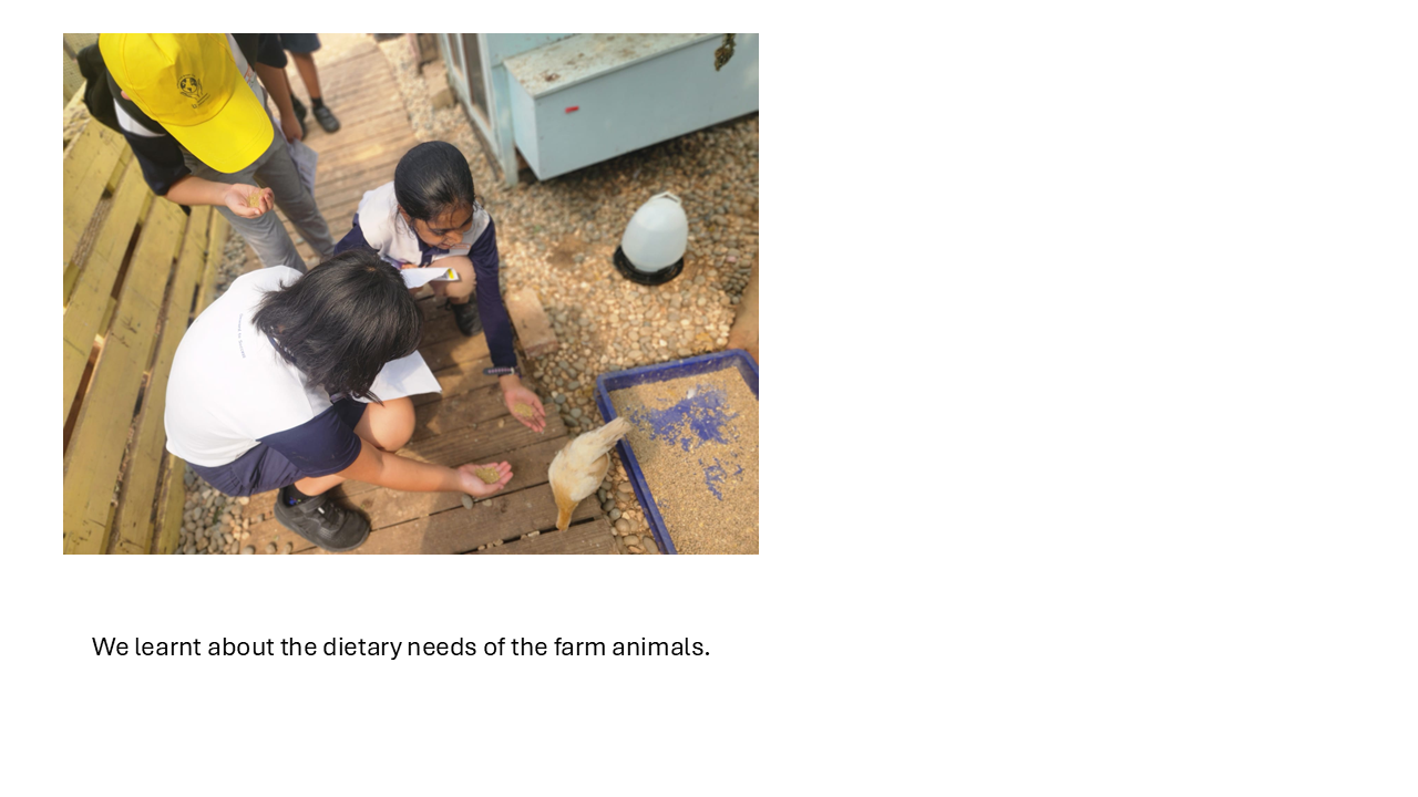 We learnt about the dietary needs of the farm animals.